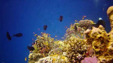 珊瑚礁红色的海阿布<strong>配音</strong>静态<strong>视频</strong>美丽的水下景观热带鱼珊瑚生活珊瑚礁埃及